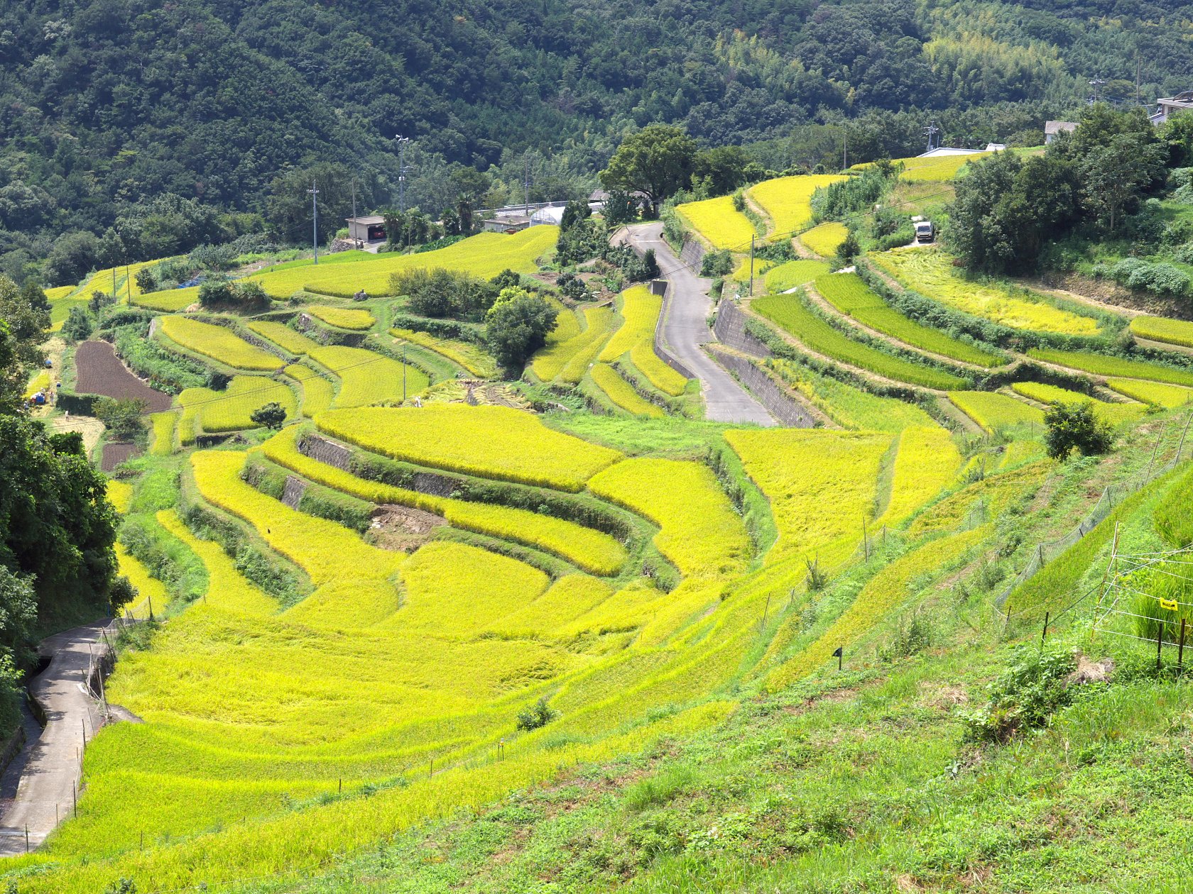 千枚田
