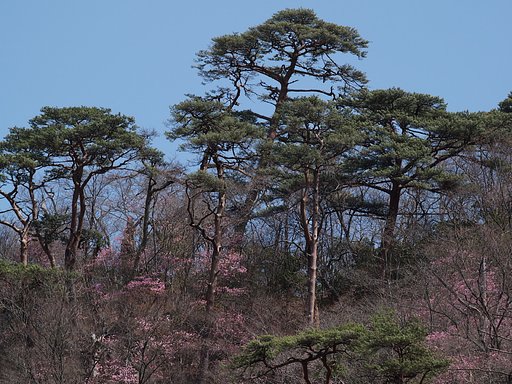 赤松とヤシオツツジ