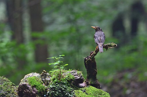 クロツグミ♂