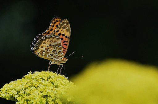タテハ