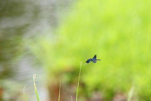 チョウトンボの飛翔