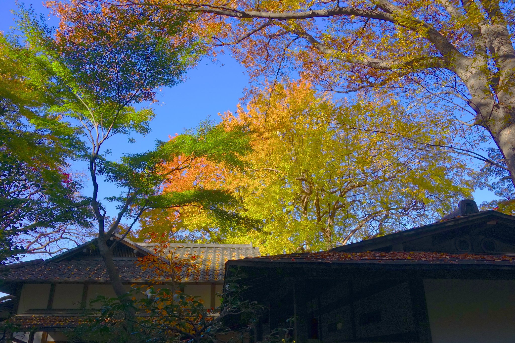 六義園②