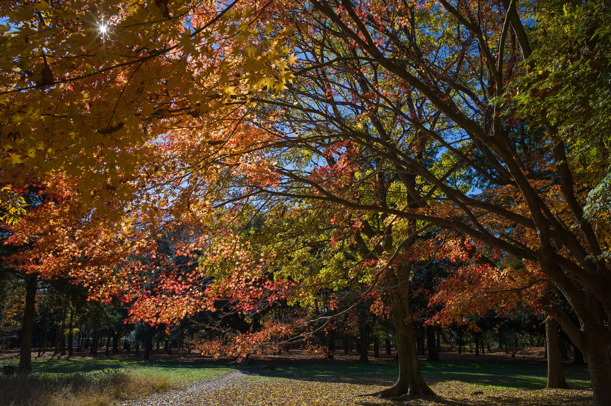 ELMARIT-M 28mm F2.8 ASPH