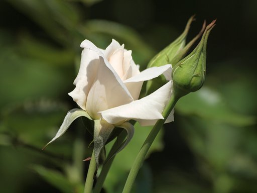 olympus ZD70-300mmF4-5.6ED