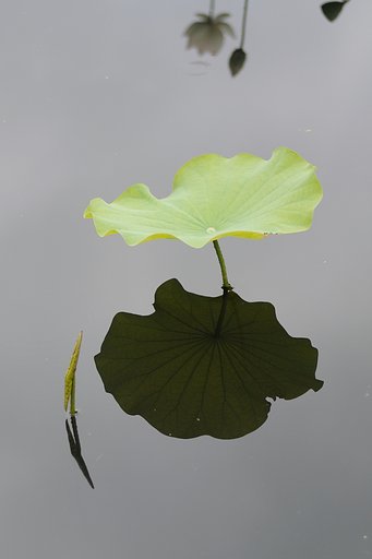 lotus garden