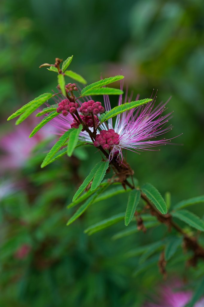 EF100mm F2.8 L IS MACRO