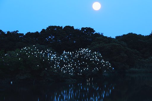 月光を浴びて