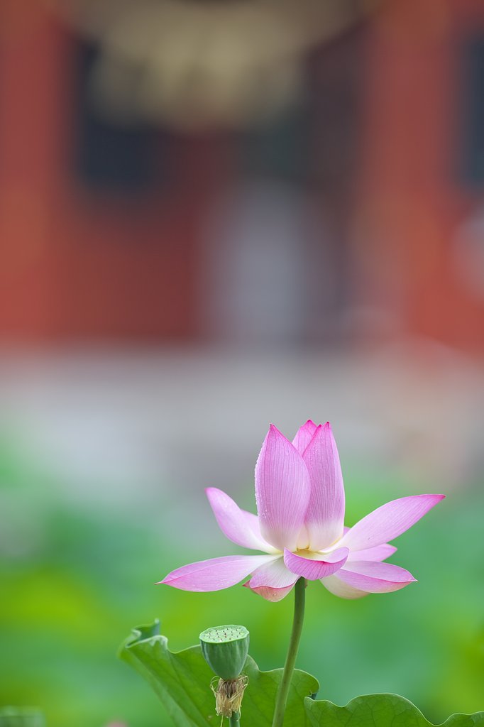 雨が似合いますね