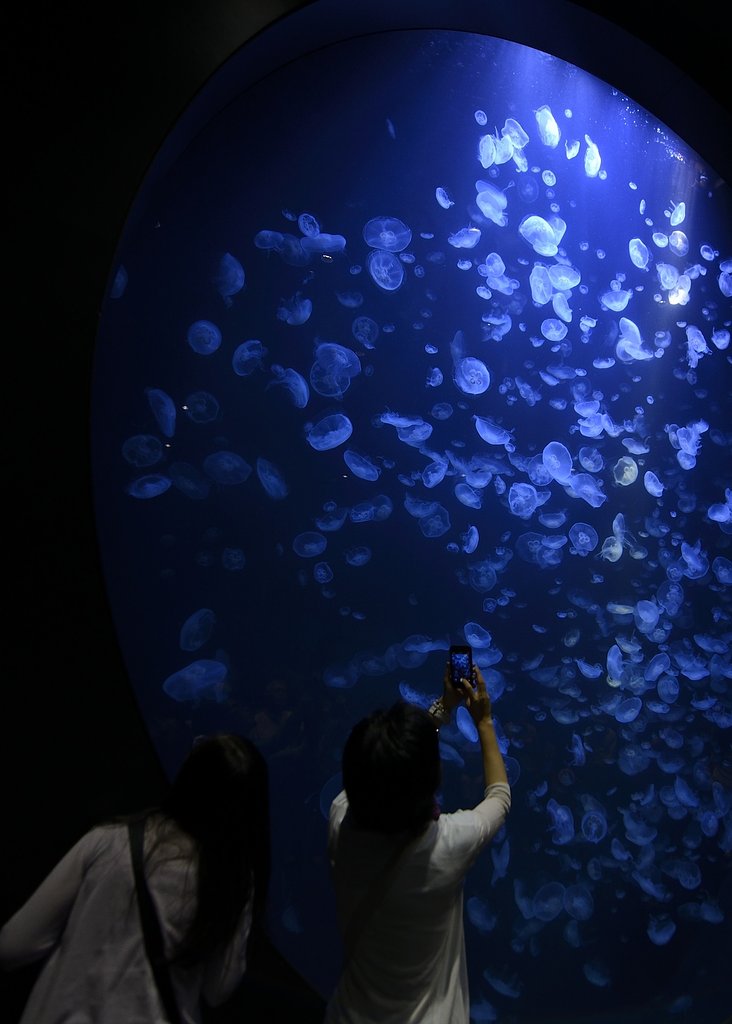 クラゲの水槽