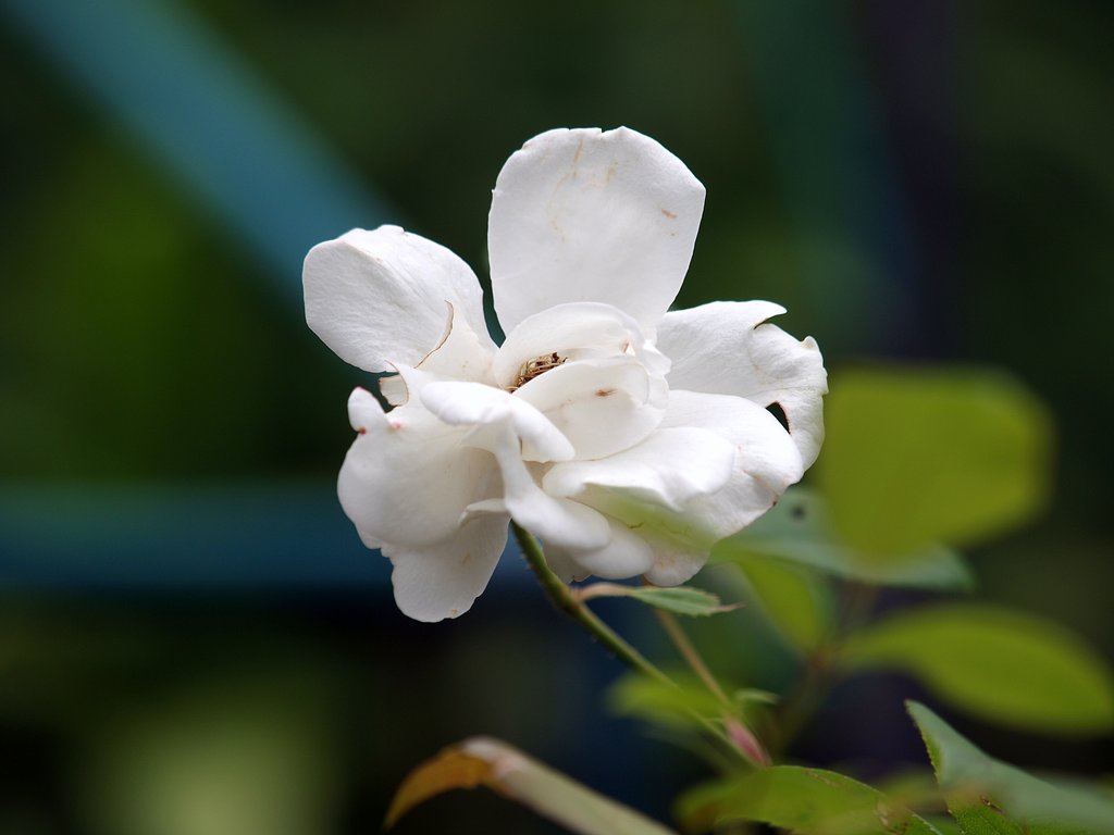 OLYMPUS ZD50-200mm  F2.8-3.5