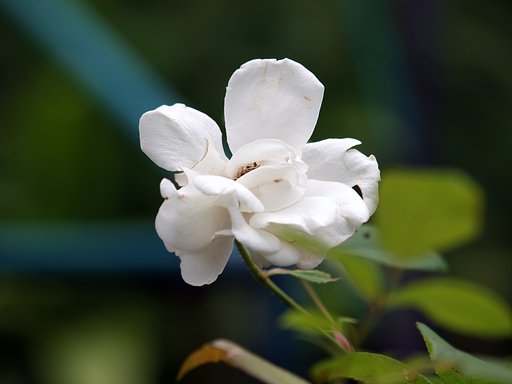 OLYMPUS ZD50-200mm  F2.8-3.5