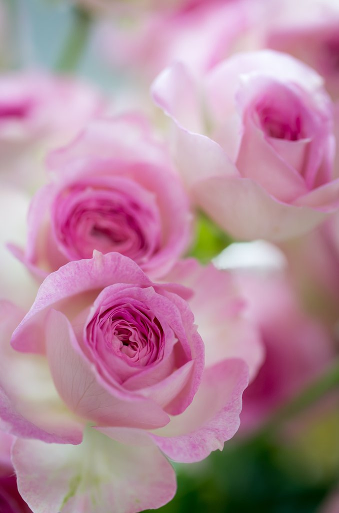 SIGMA MACRO 70mm F2.8 