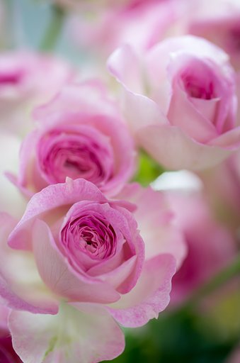 SIGMA MACRO 70mm F2.8 