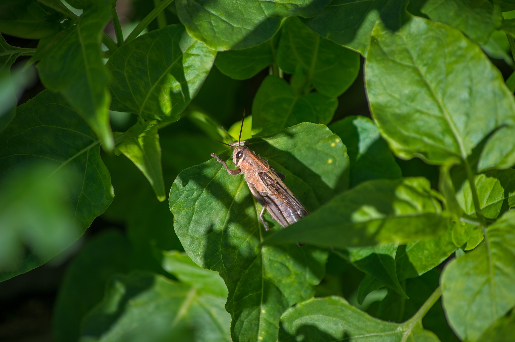 Ai Zoom-NIKKOR 80~200mm F4