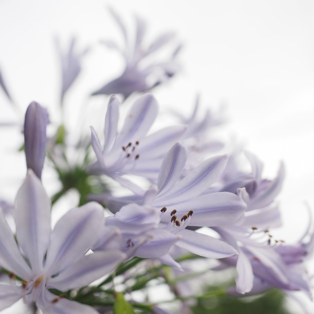 夏告花