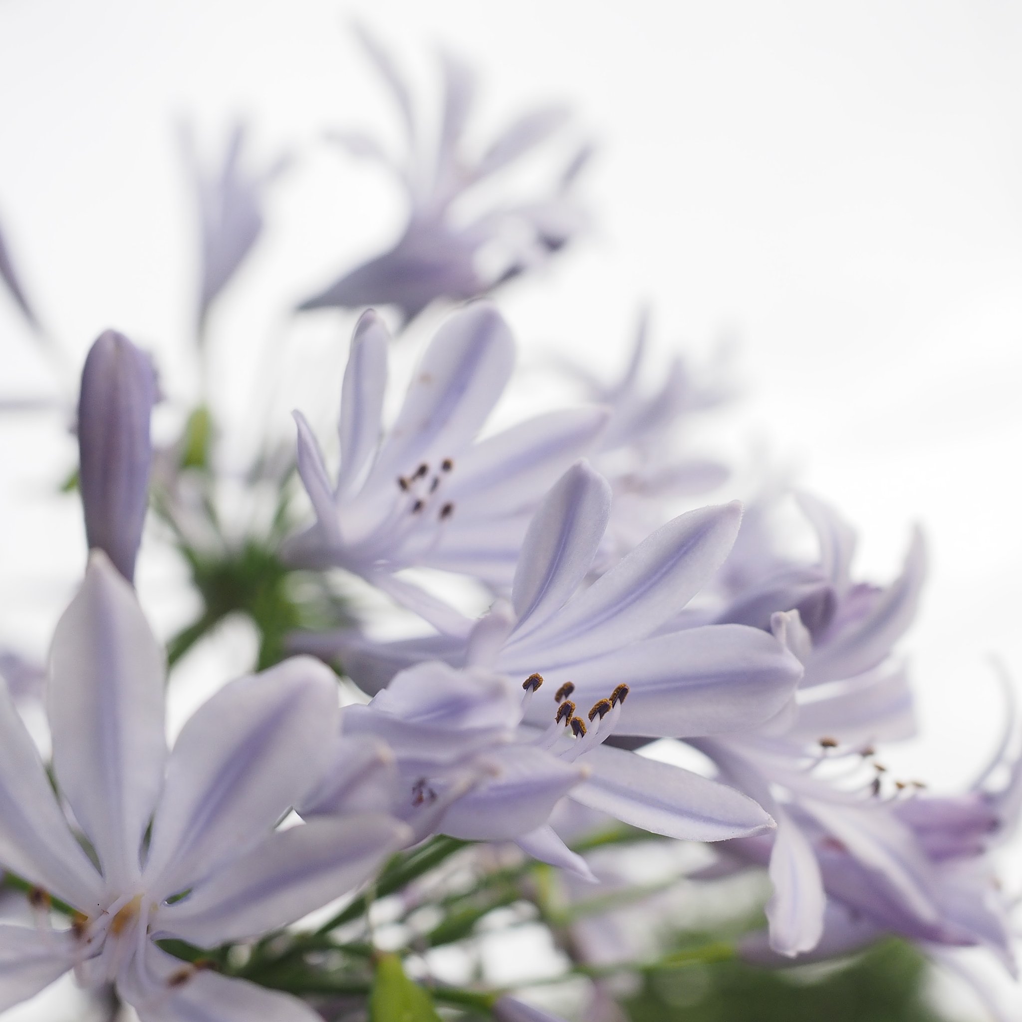 夏告花