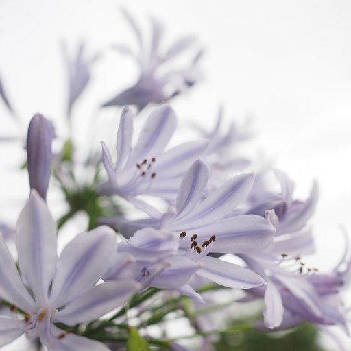 夏告花