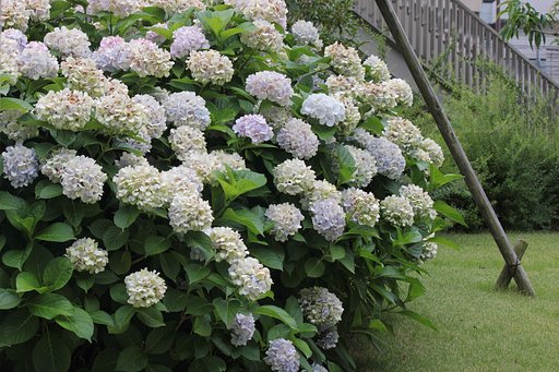 豊満な紫陽花姿