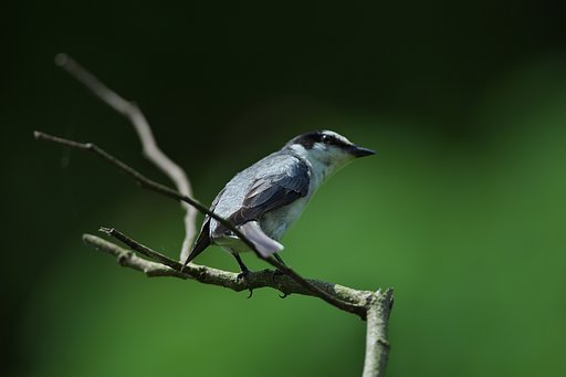 サンショウクイ♂