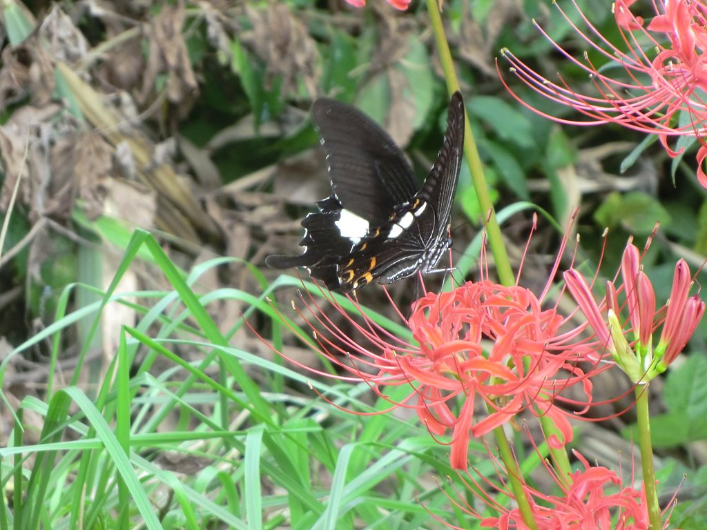 彼岸花とチョウ
