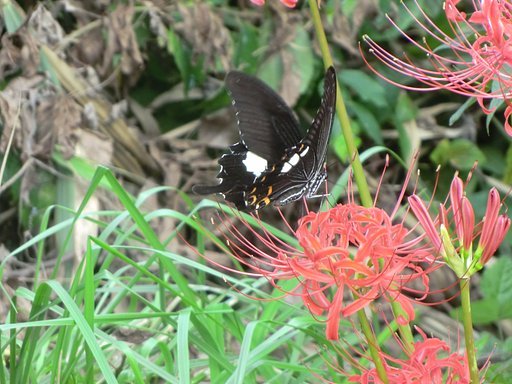 彼岸花とチョウ