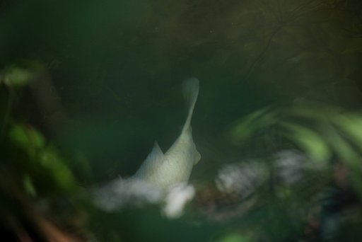 水彩銀鯉染まる緑
