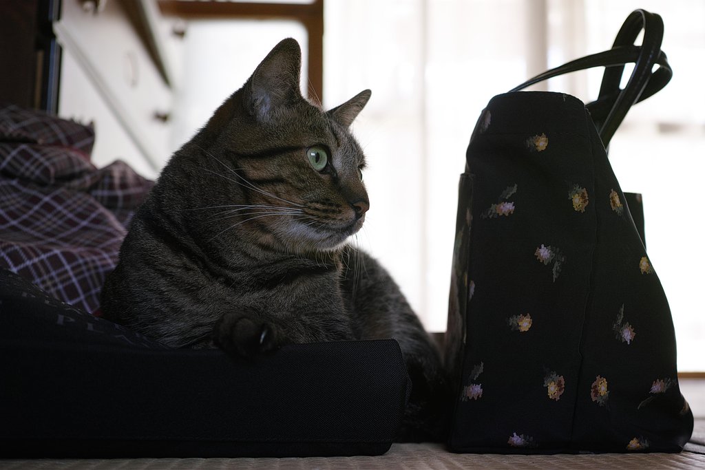 ねこ