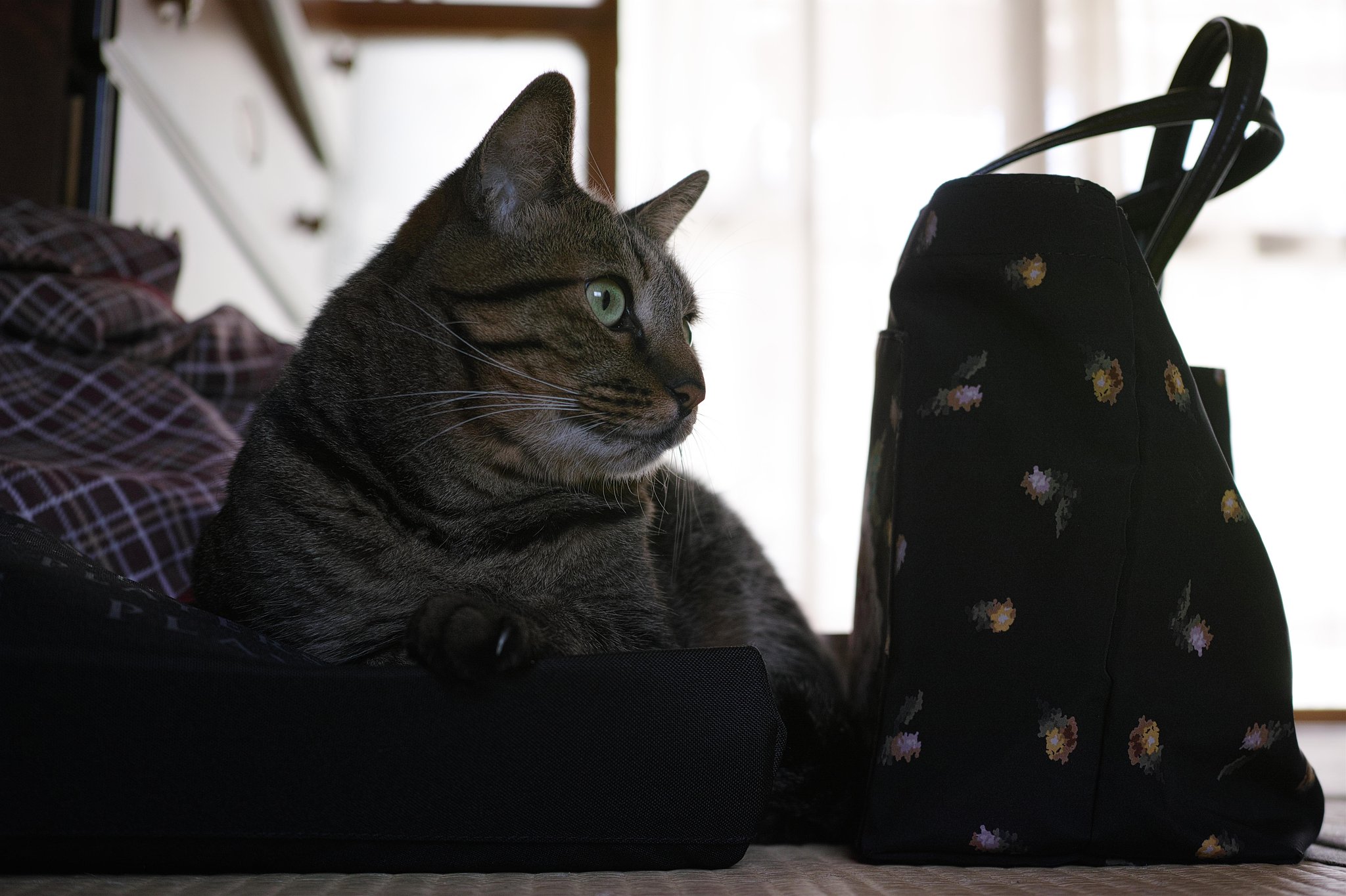 ねこ
