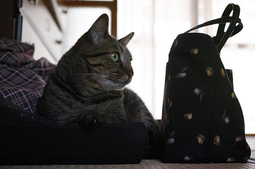 ねこ