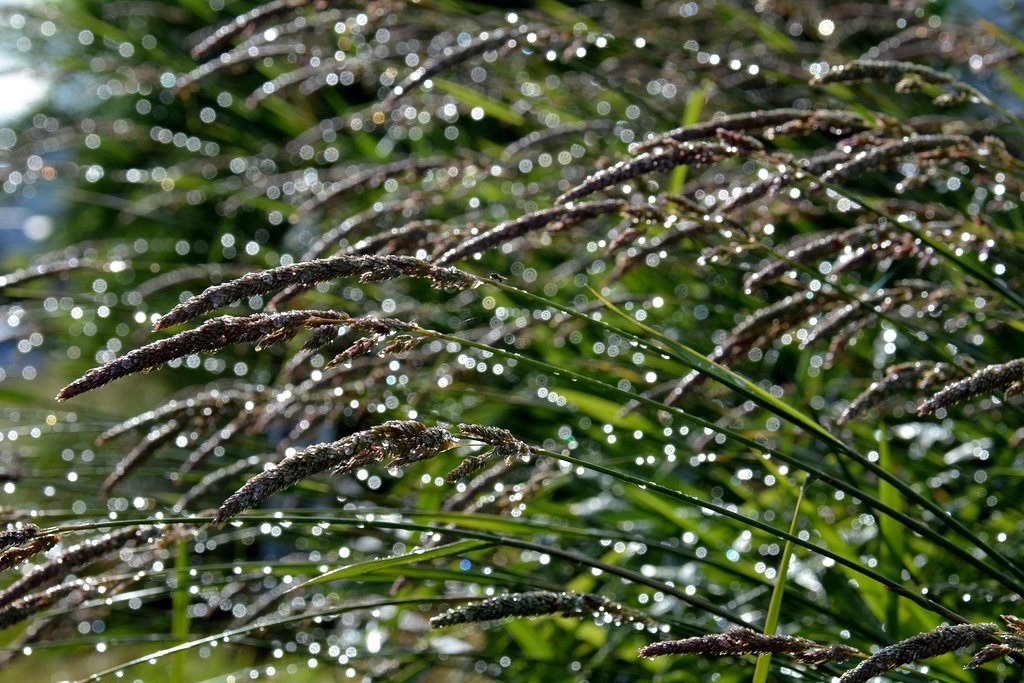 雨上がり