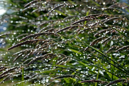 雨上がり
