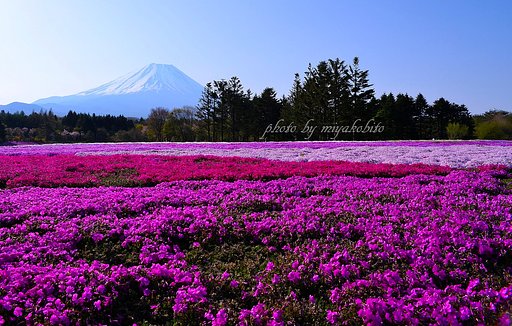 芝桜と富士