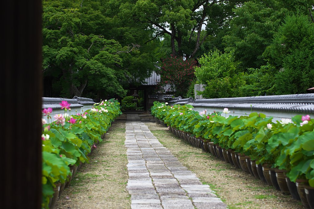 随応院の蓮花