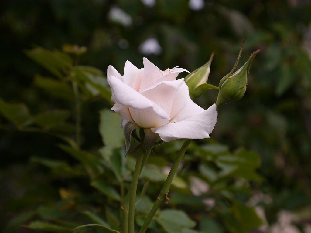 LEICA VRIO ELAR14-50mmF3.8-5.6