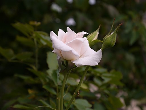 LEICA VRIO ELAR14-50mmF3.8-5.6