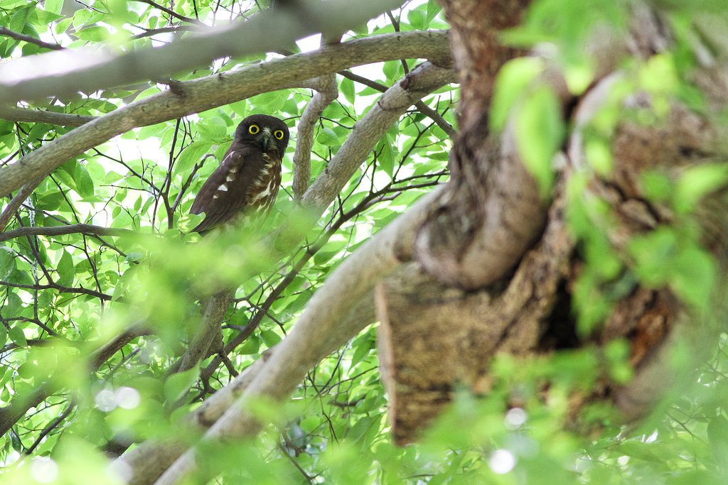 アオバズクその後