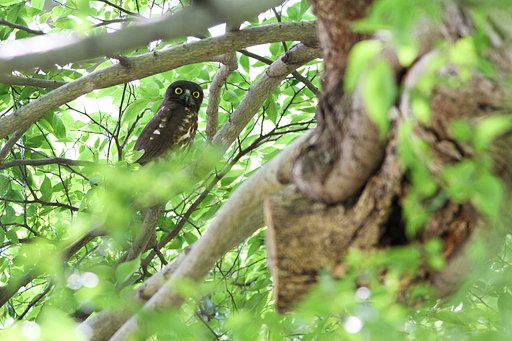 アオバズクその後