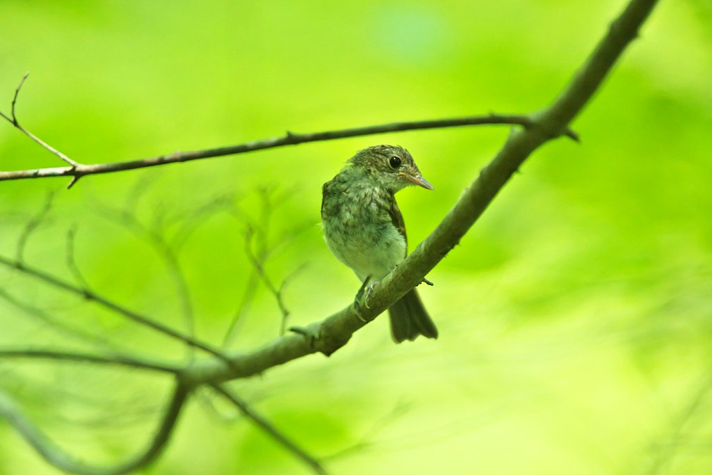 幼鳥のキビタキ発見