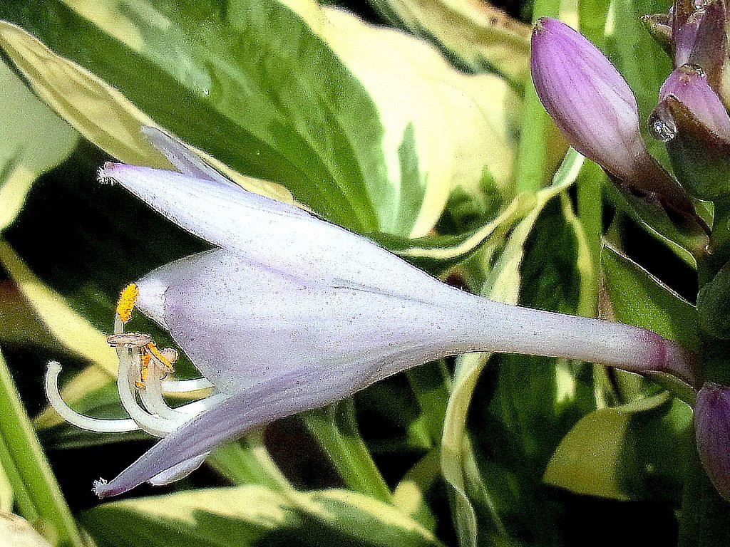 ギボウシの花のUP
