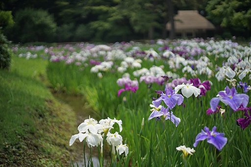 小石川後楽園