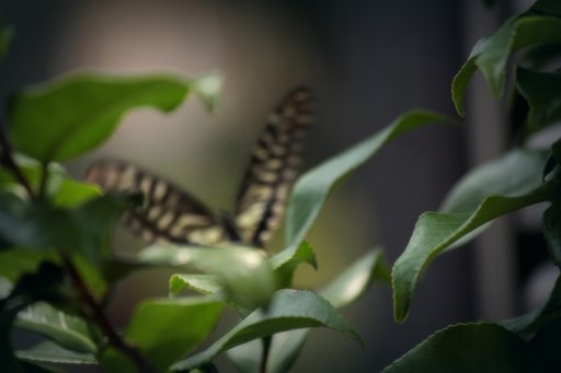木陰のナミアゲハ