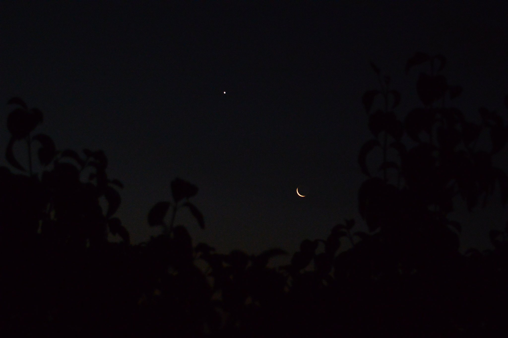 月と金星