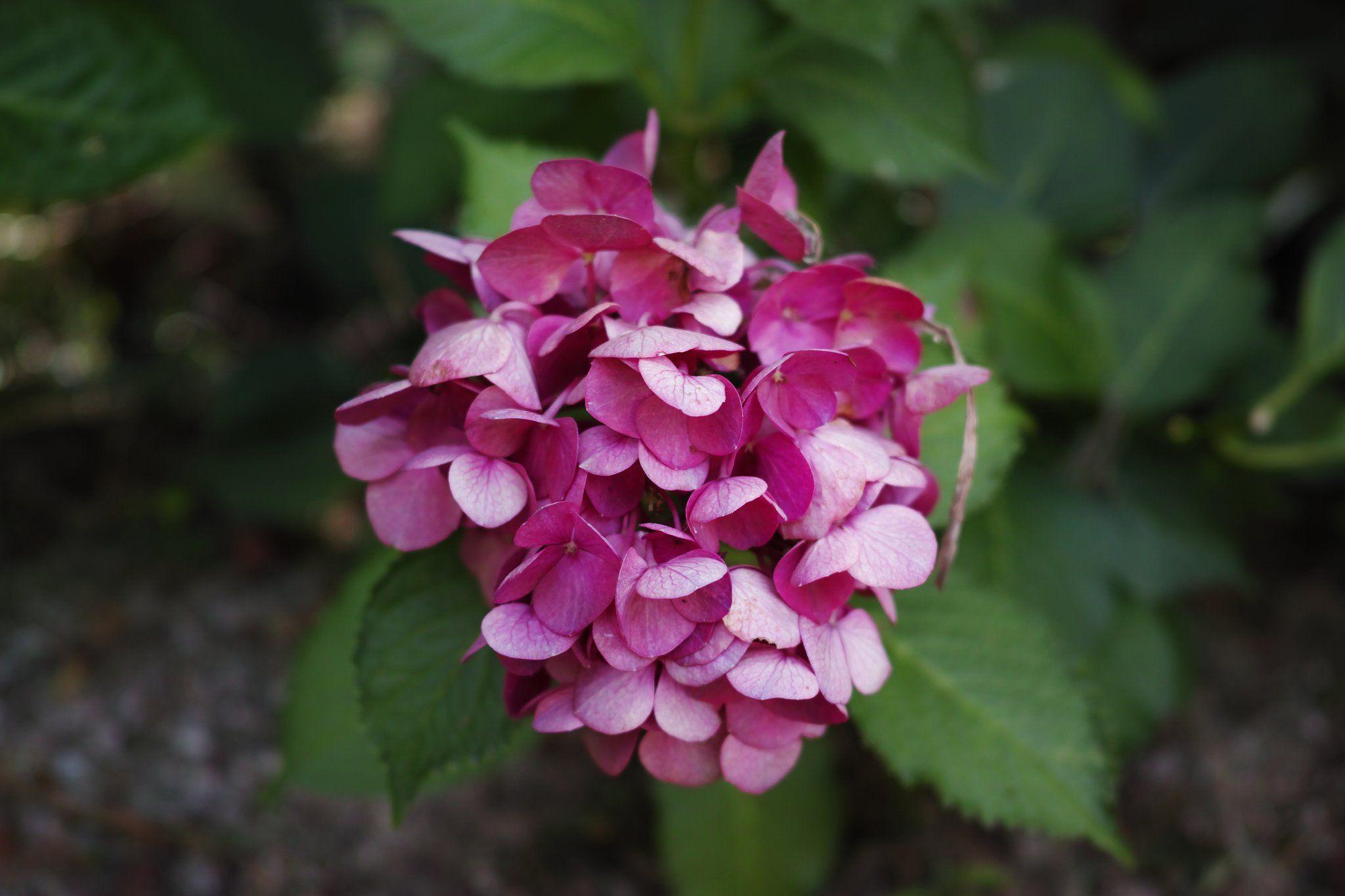 最後の紫陽花