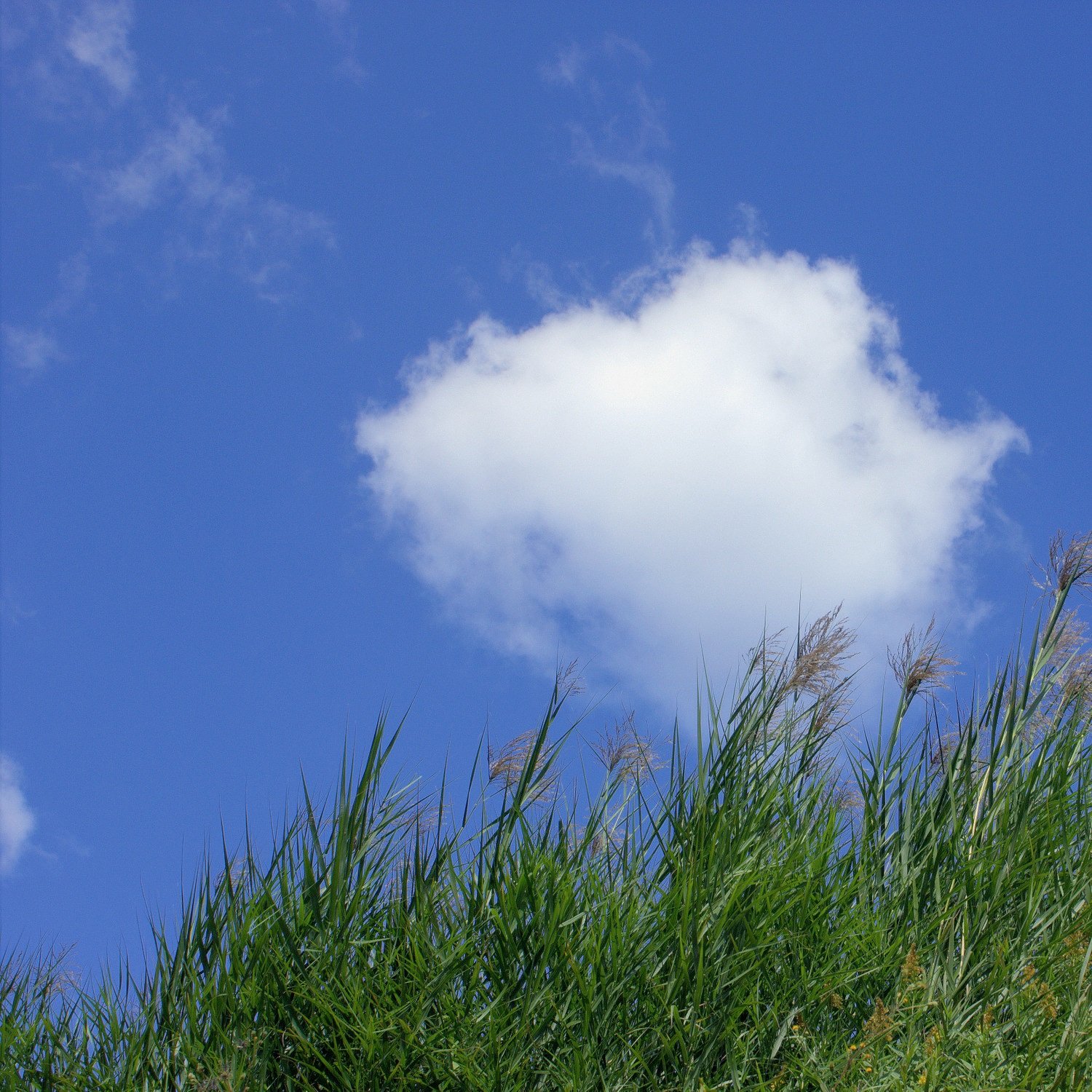 秋【雲】奔葦