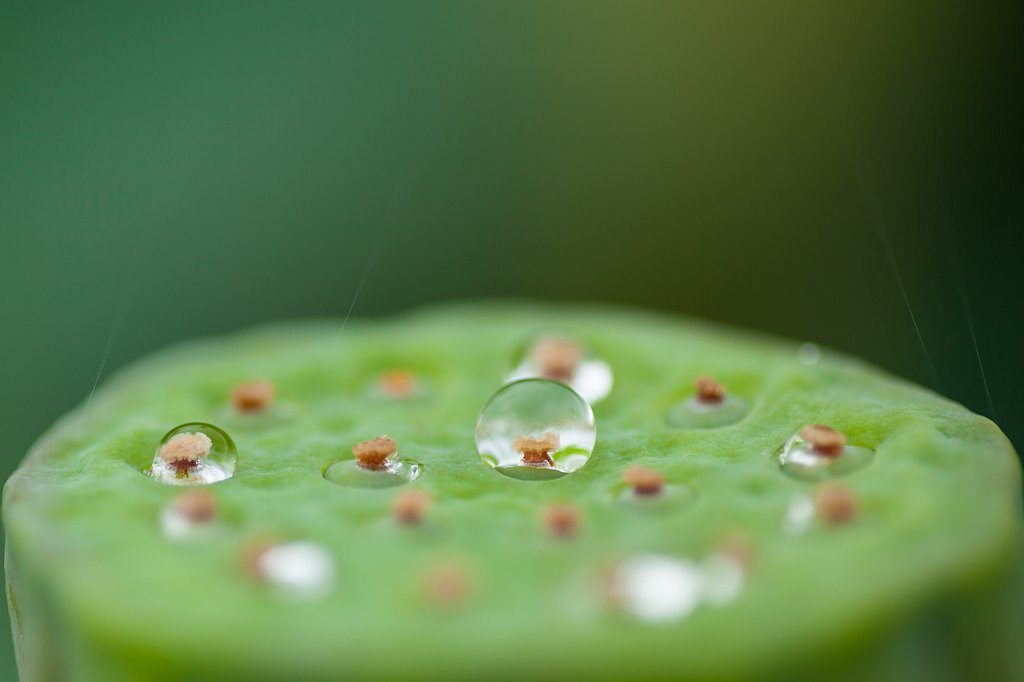 水玉