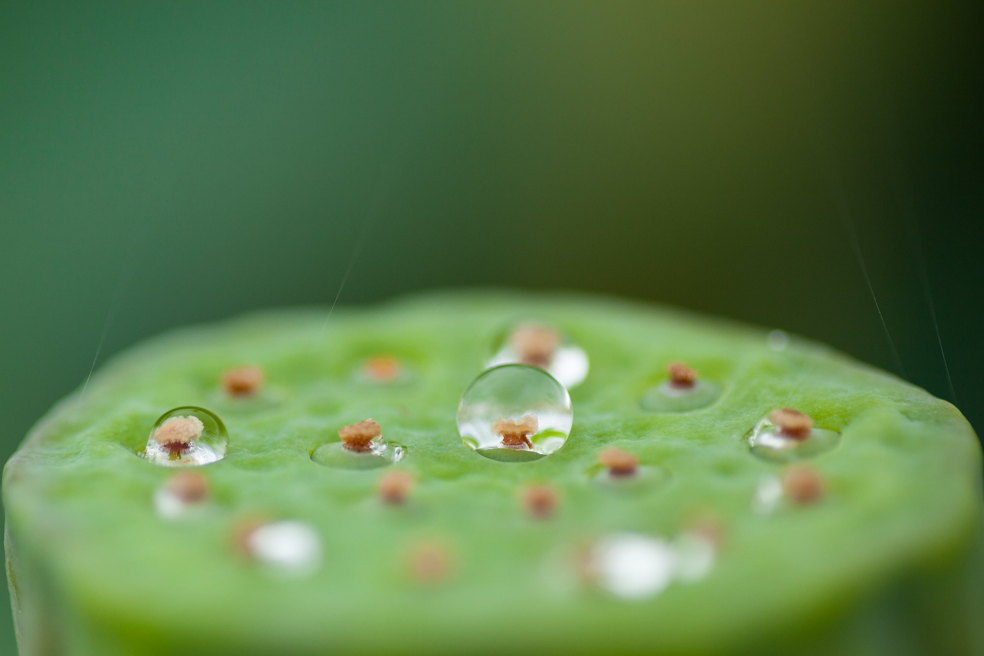 水玉