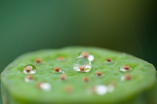 水玉