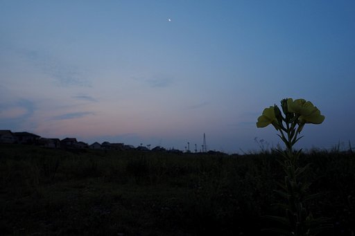 夜明けの月見草