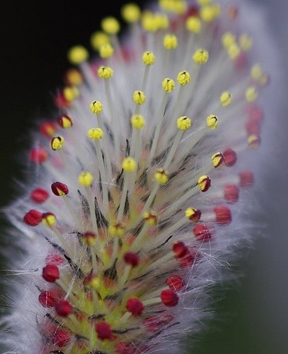 【抽☆象】マッチ棒で作った花束
