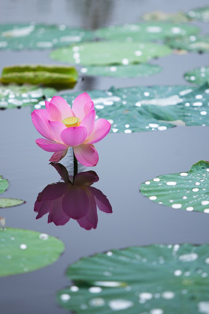 水中花